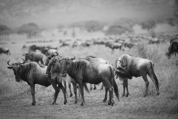 wildebeest migration