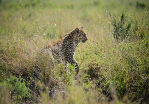 Serengeti National Park Safari