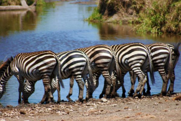 Zebra