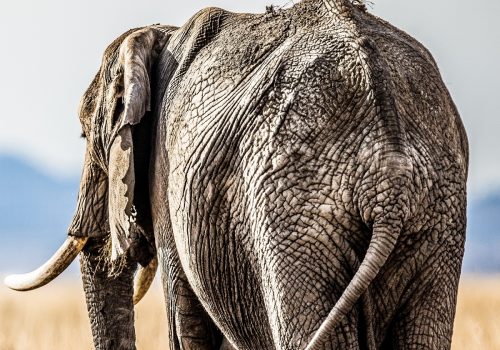 Tanzania Safaris