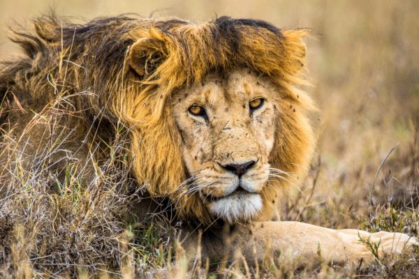 Big 5 safari