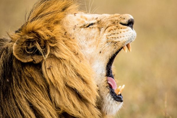 Lion Roar