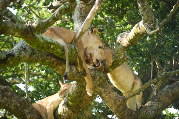 Tree climbing lions