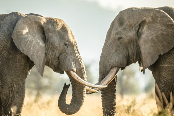 Serengeti National Park Safari