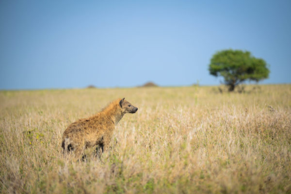 Serengeti National Park Safari
