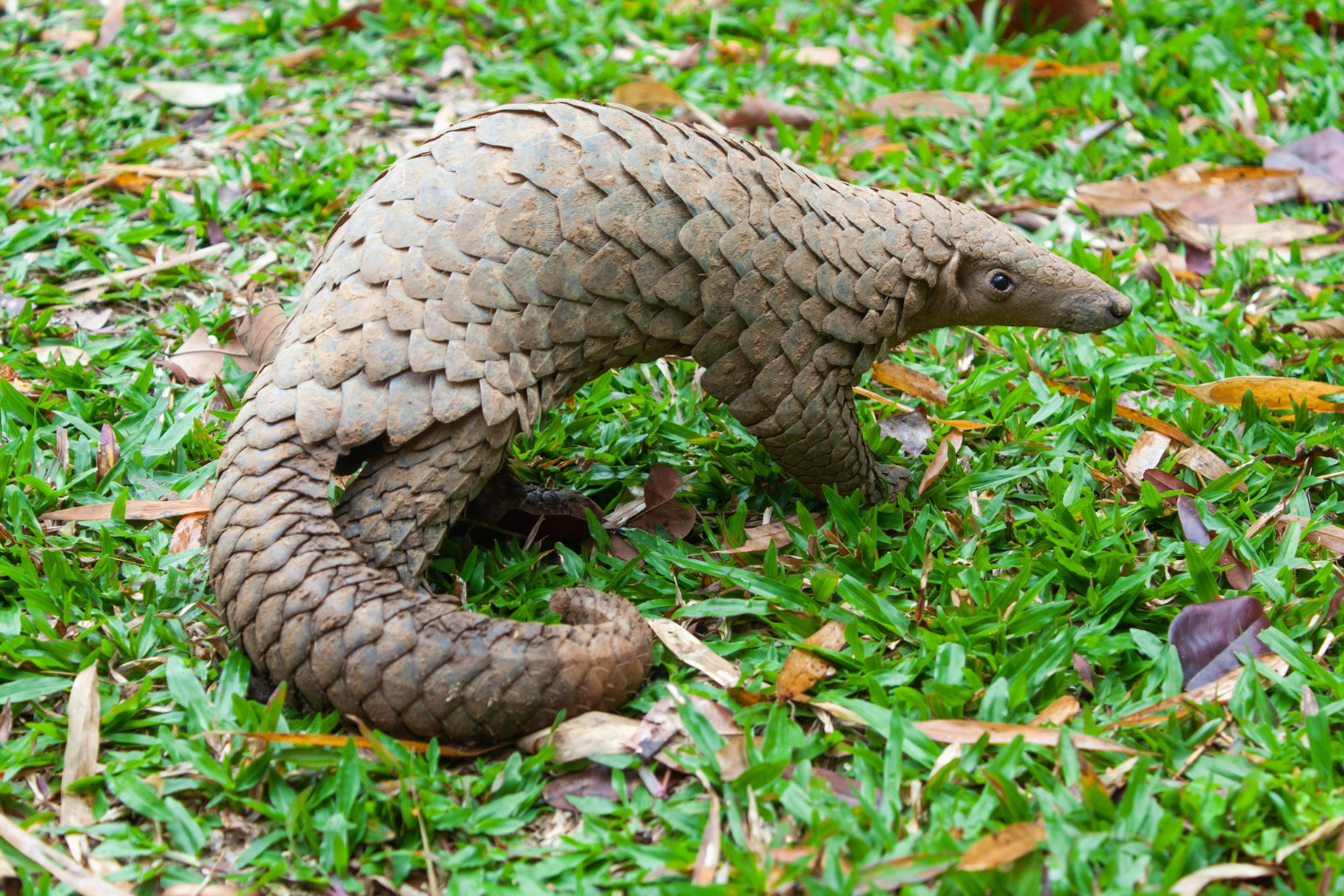 Pangolin – The most trafficked animal in the world!