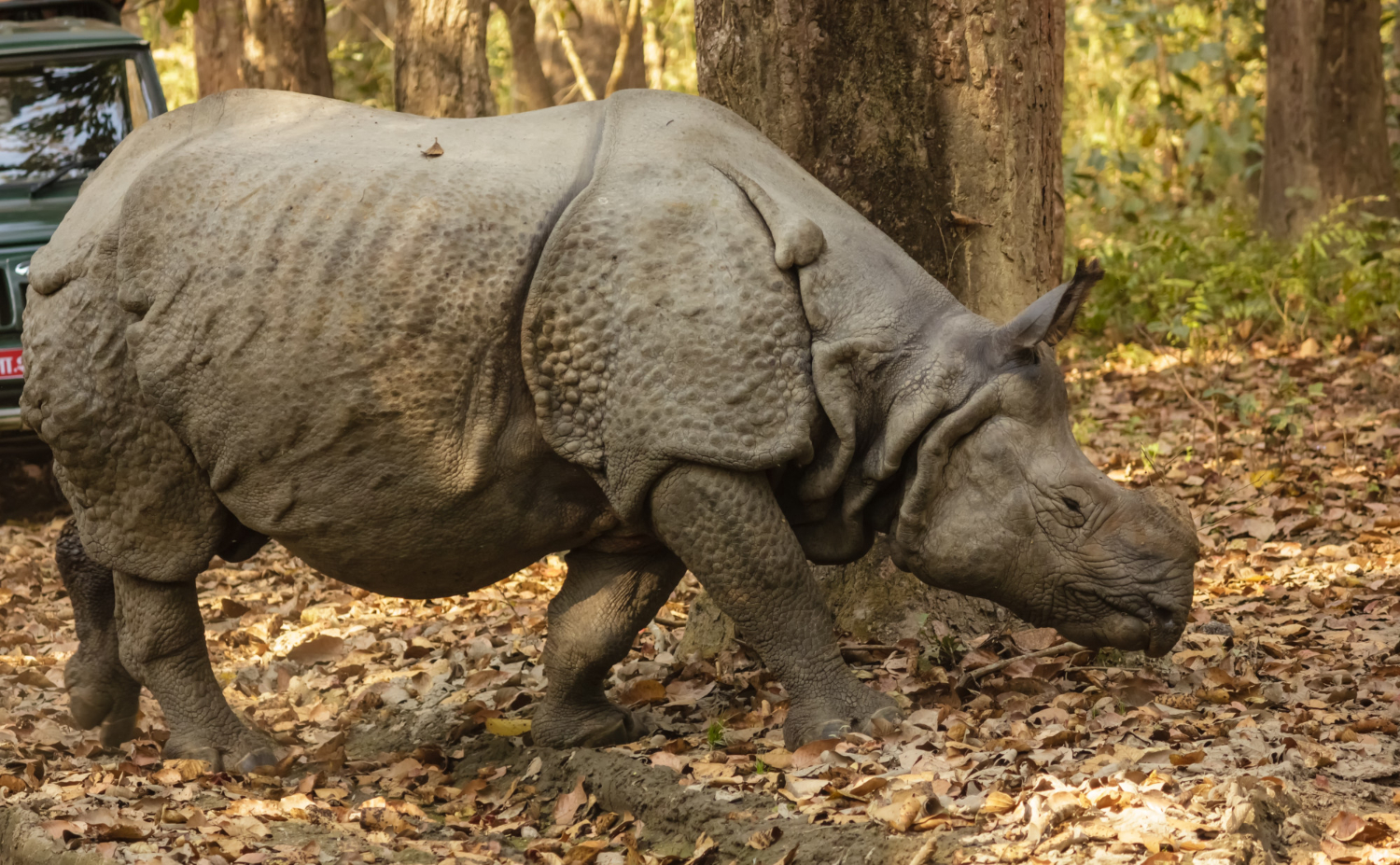 Sudan: The Last Male Northern White Rhino