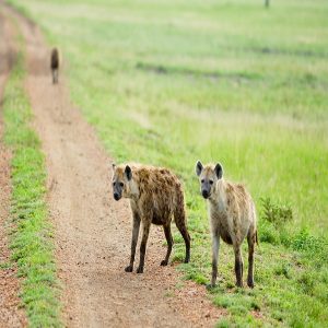 Tanzania Northern Circuit Safaris