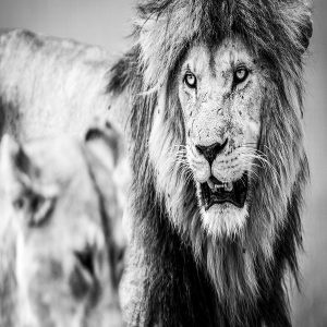 Tanzania Northern Circuit Safaris