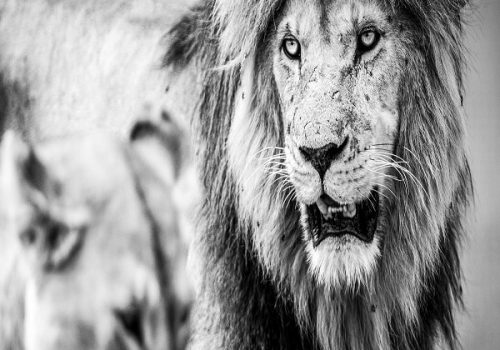 Tanzania Northern Circuit Safaris