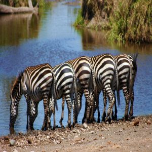 Tanzania Northern Circuit Safaris