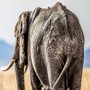 Tanzania Northern Circuit Safaris