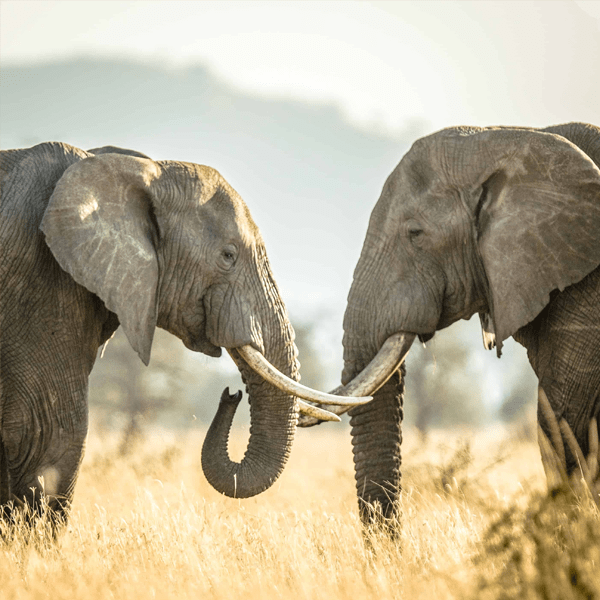 Gombe National park