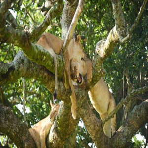 Tanzania Northern Circuit Safaris