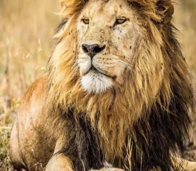 Serengeti National Park Safaris