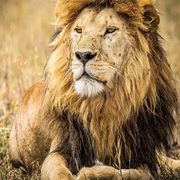 National Parks in Tanzania
