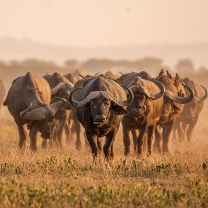 Tanzania Safaris