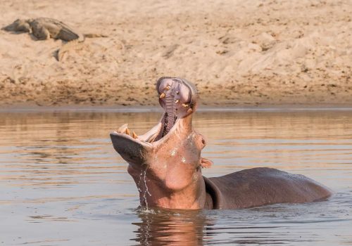 Tanzania Northern Circuit Safari Tour