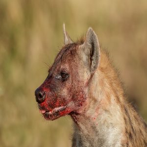 Tanzania Safaris