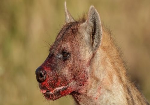 Tanzania Safaris