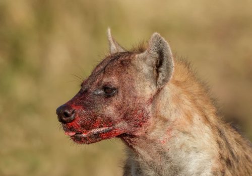 Hyena