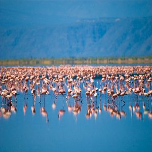 Tanzania Safaris