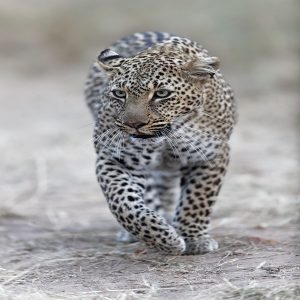 Leopard-79