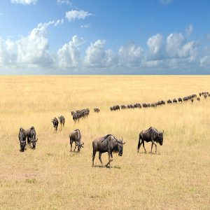 Tanzania Safaris