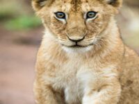Serengeti National Park Safaris
