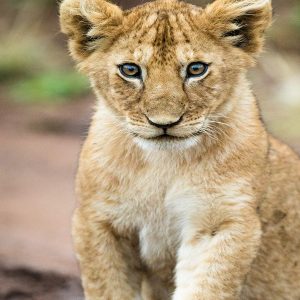 Serengeti National Park Safaris