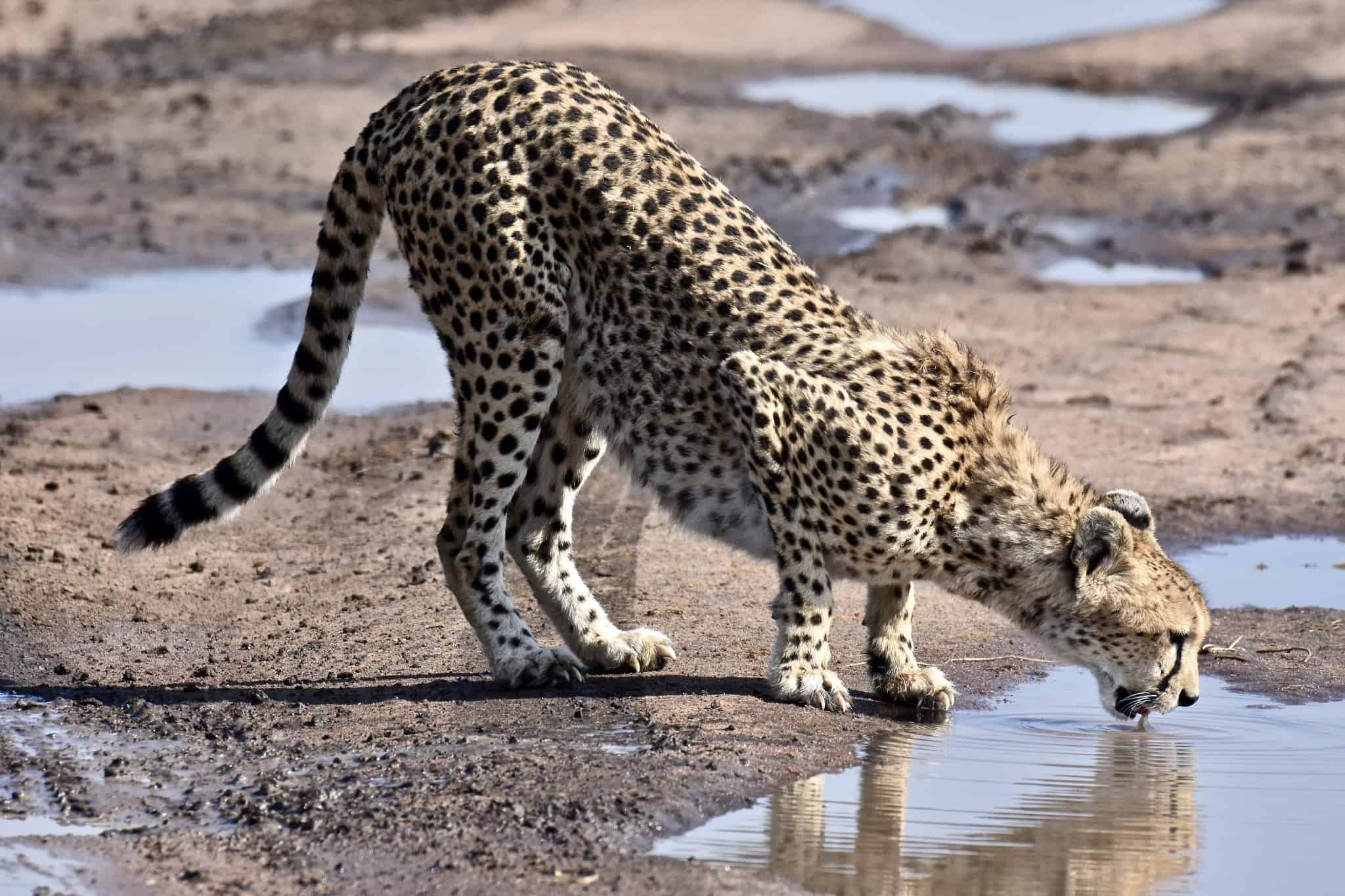 Exploring the Best Safari Tours in Tanzania: Serengeti and Moru Kopjes