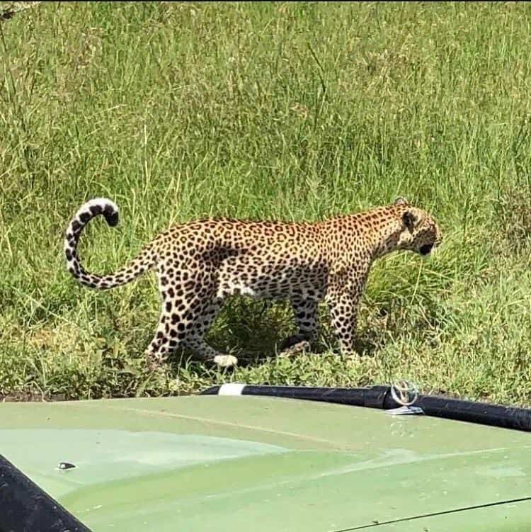 Mother Leopard