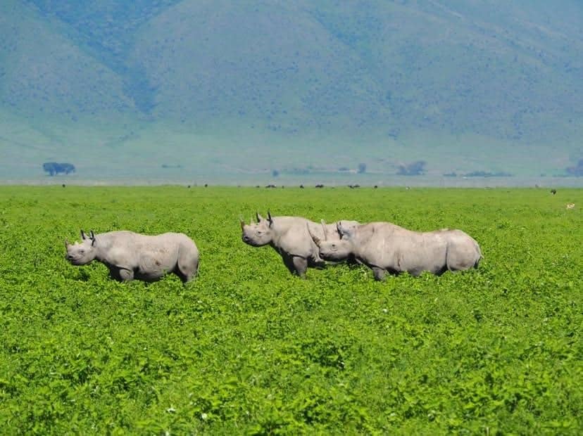 Rhino Family Spotted