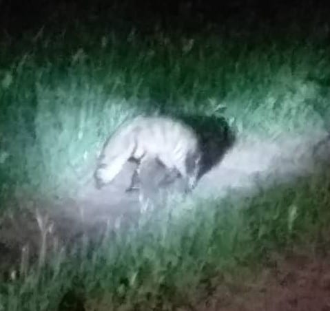 Aardvark Hyena