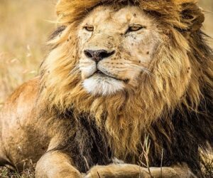 Tanzania Safaris