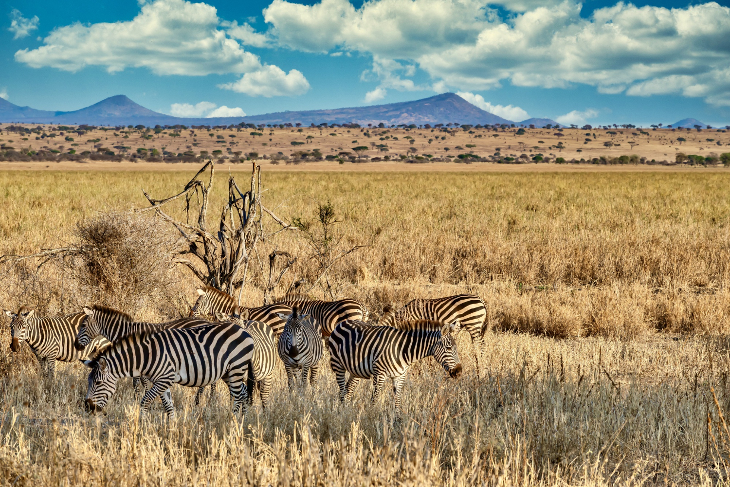 Overview of Serengeti Safari Adventure