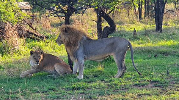 5 Days Safari in Tanzania: A Luxury Adventure