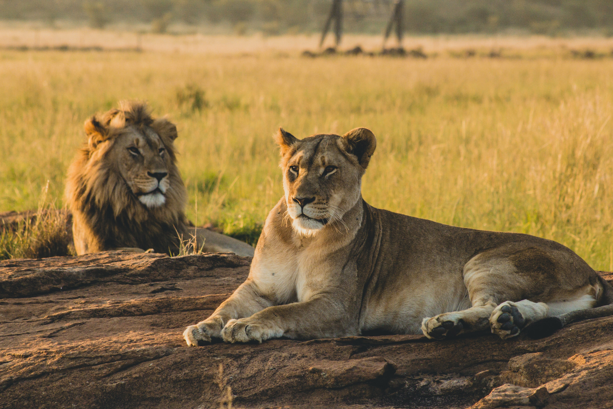 A brief summary of Tanzania’s Serengeti