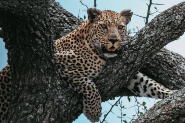 Great Migration Safari