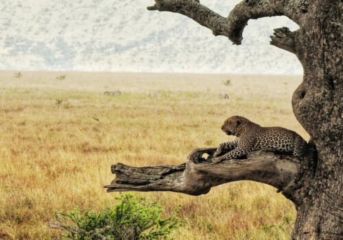 Classic Tanzania Safari