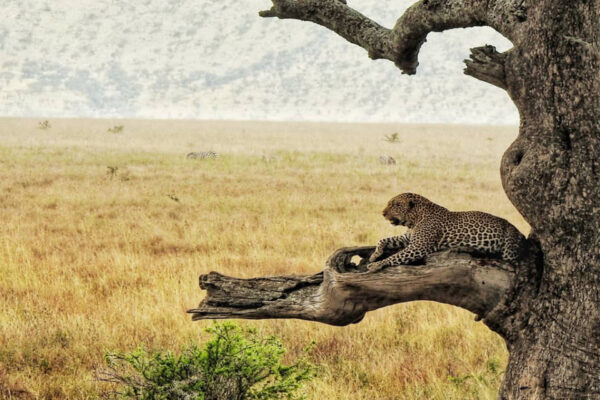 Classic Tanzania Safari
