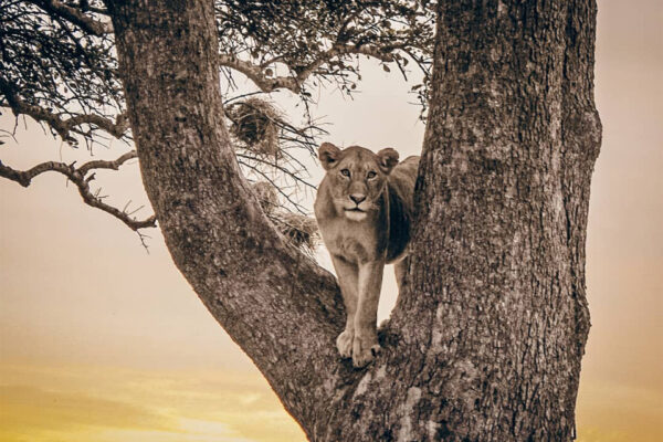 Classic Tanzania Safari