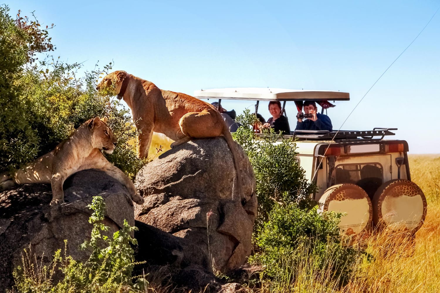 Discover the Magic of a Serengeti Safari luxury: Where Luxury Meets the Wild