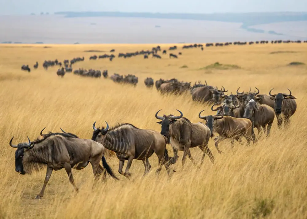The Great Wildebeest Migration in Tanzania: Nature’s Grandest Show