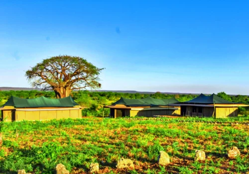 Korongo Luxury Camp, Tarangire