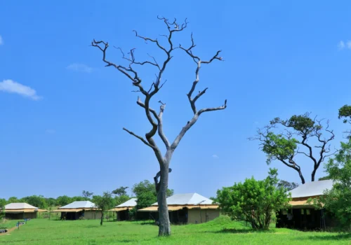 Mara River Camp Kogatende North Serengeti