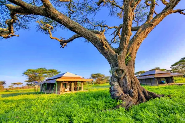 Ndutu Mobile Migration Camp