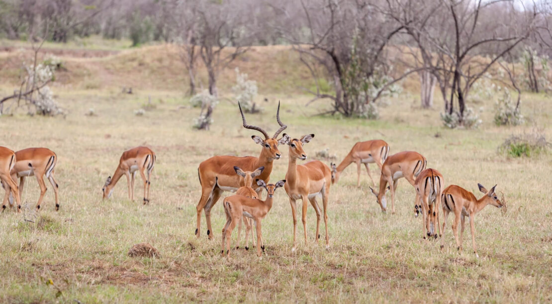 Tanzania Park Fees 2026: A Clear Guide to Entry Costs