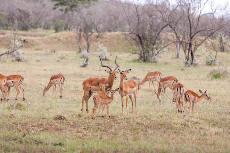 Tanzania Park Fees 2026: A Clear Guide to Entry Costs