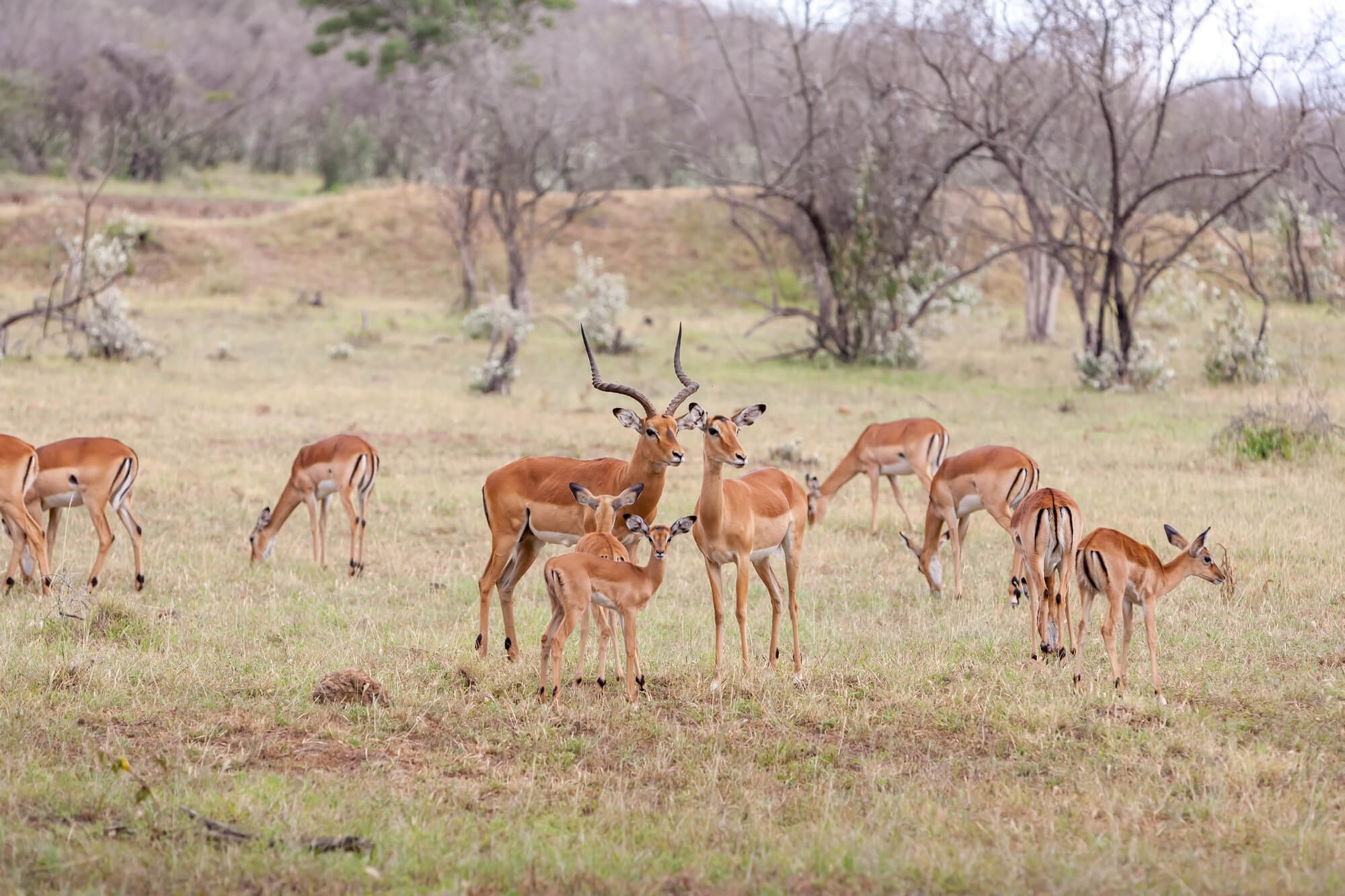 Tanzania Park Fees 2026: A Clear Guide to Entry Costs